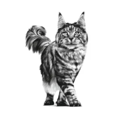 Royal Canin Veterinary Renal pienso para gatos