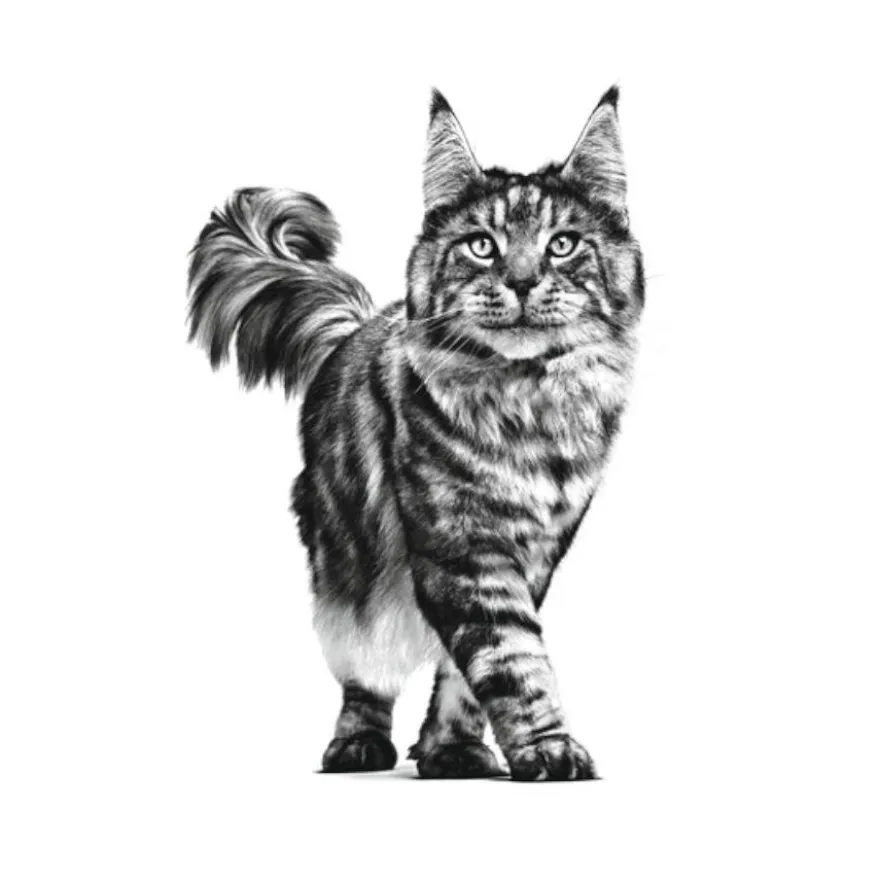 Royal Canin Veterinary Renal pienso para gatos