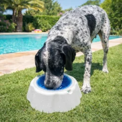 Summer Vibes Bowl Refrescante Comedero y Bebedero para perros