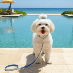 Summer Vibes Pack Correa y Collar Dolce Vita para perros