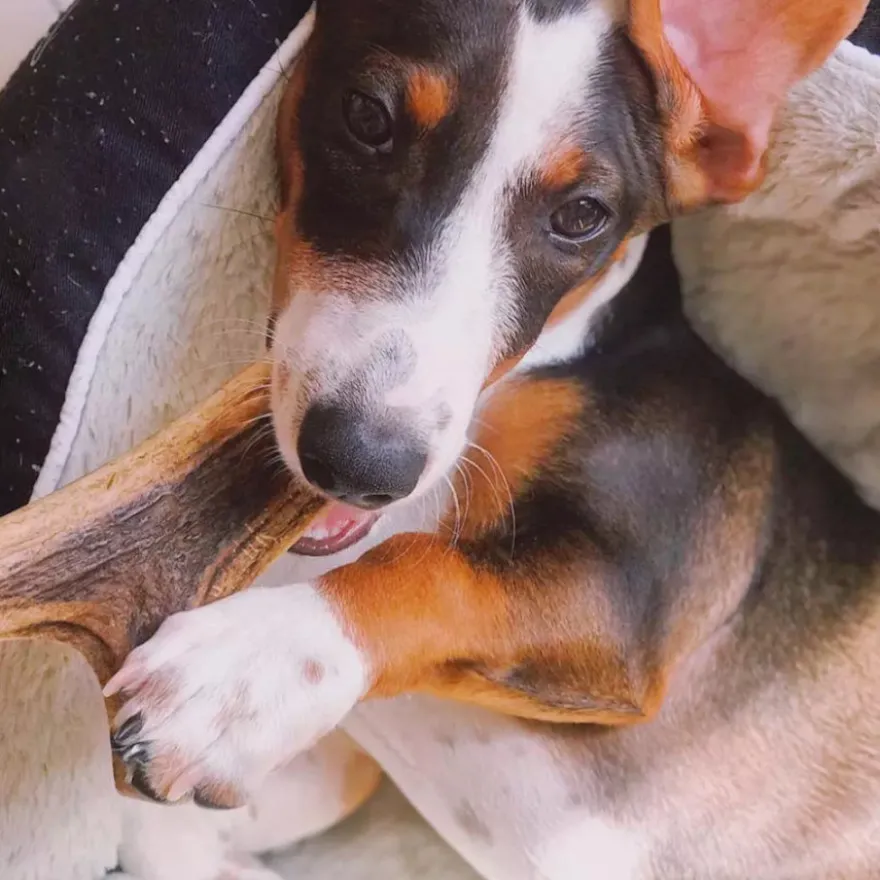 Wild Balance Asta de Ciervo entera mordedor para perros